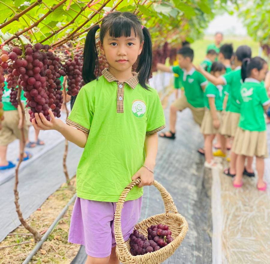 Vườn nho của anh Minh thu hút nhiều trường mầm non, tiểu học tham quan và trải nghiệm hái nho. Vườn nho của anh Minh thu hút nhiều trường mầm non, tiểu học tham quan và trải nghiệm hái nho.