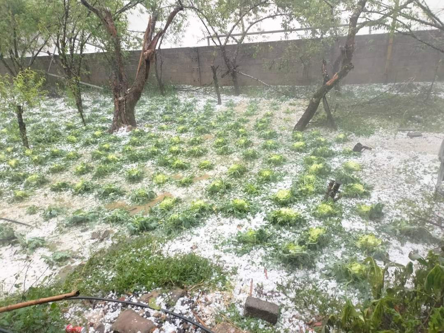 Vườn rau cải bắp và cây ăn quả của người dân bị hư hỏng nặng.