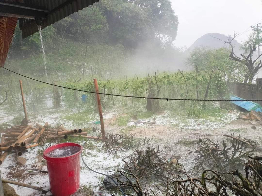 Vườn su su của bà con bị hư hỏng do mưa đá.