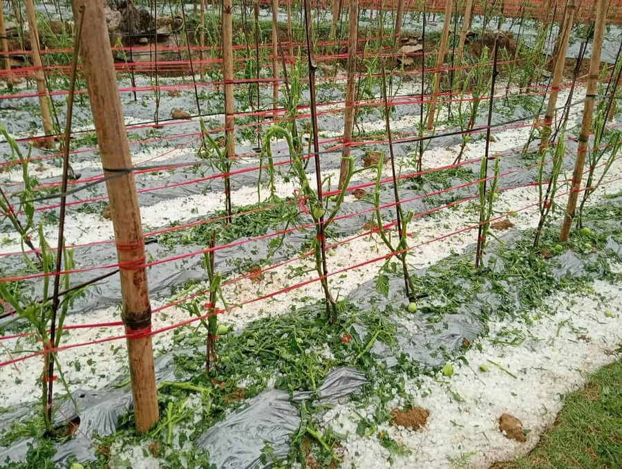 Mưa đá làm ảnh hưởng đến hoa màu của người dân.