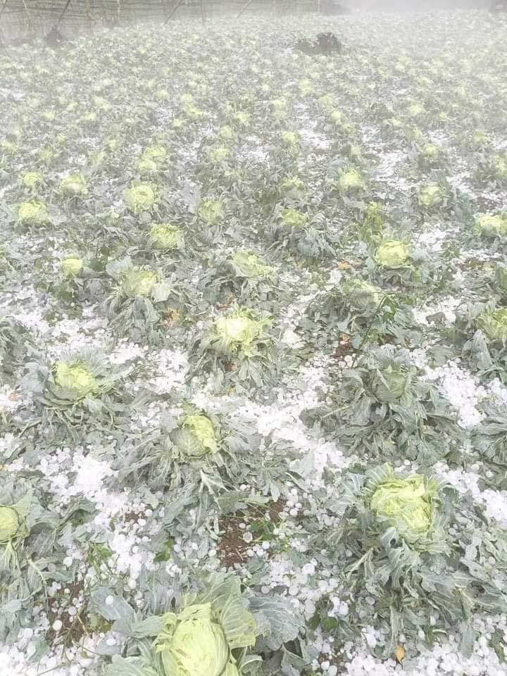 Vườn rau bắp cải tan hoang sau trận mưa đá.