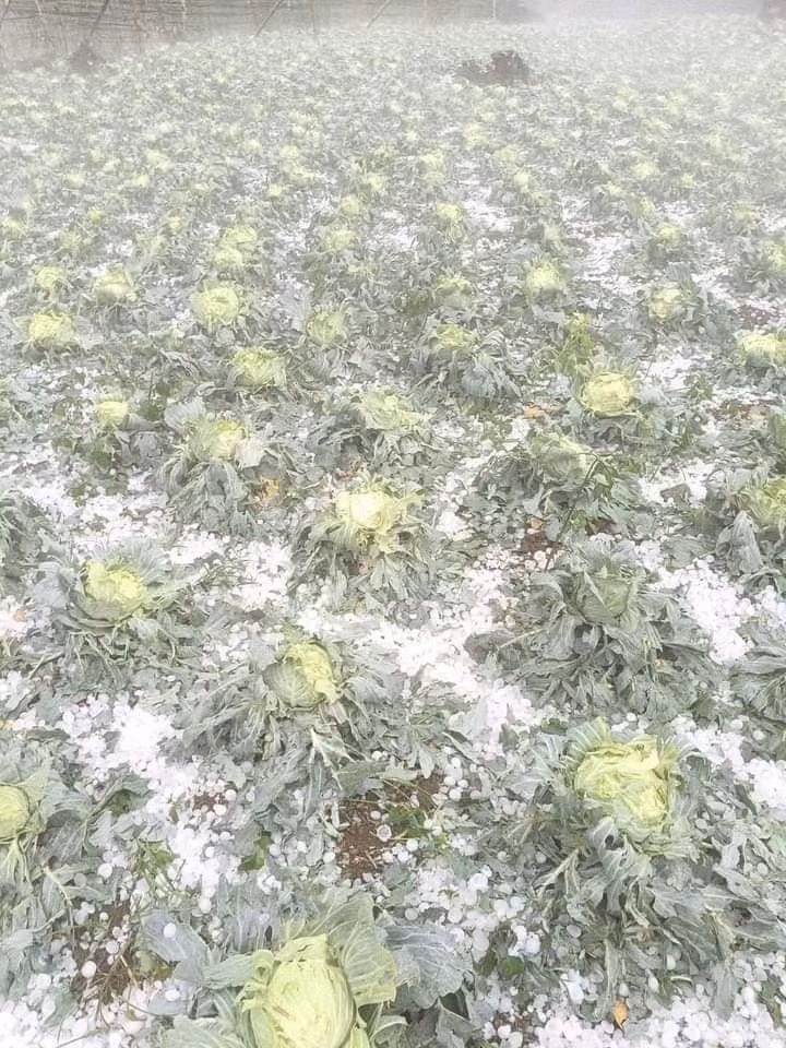 Vườn rau bắp cải tan hoang sau trận mưa đá.