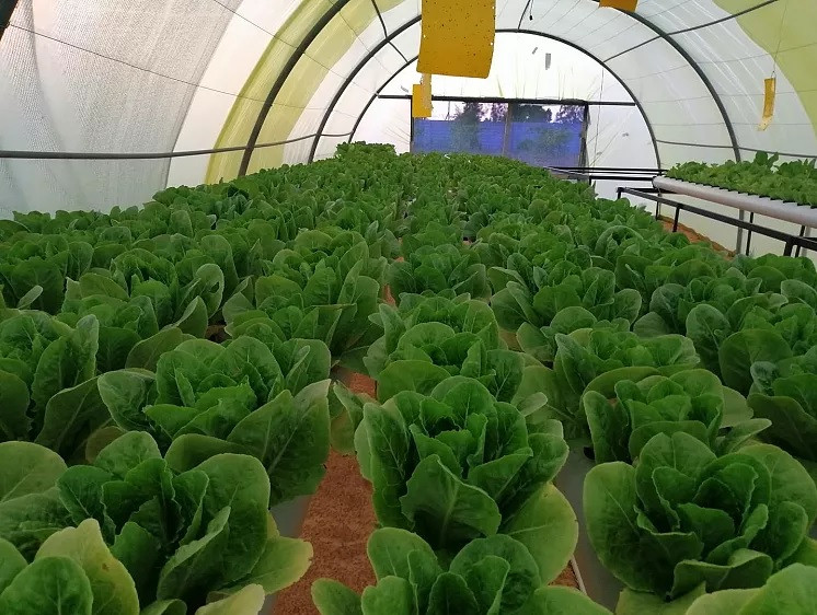 Từ khi ra mắt năm 2020, Green Paradise đã đào tạo hơn 120 nông dân ở Libya về thủy canh. Từ khi ra mắt năm 2020, Green Paradise đã đào tạo hơn 120 nông dân ở Libya về thủy canh.