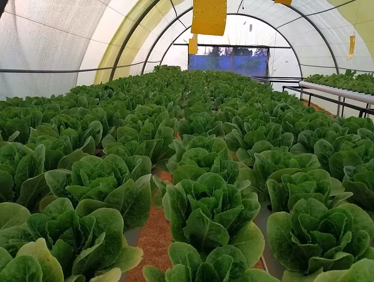 Từ khi ra mắt năm 2020, Green Paradise đã đào tạo hơn 120 nông dân ở Libya về thủy canh.