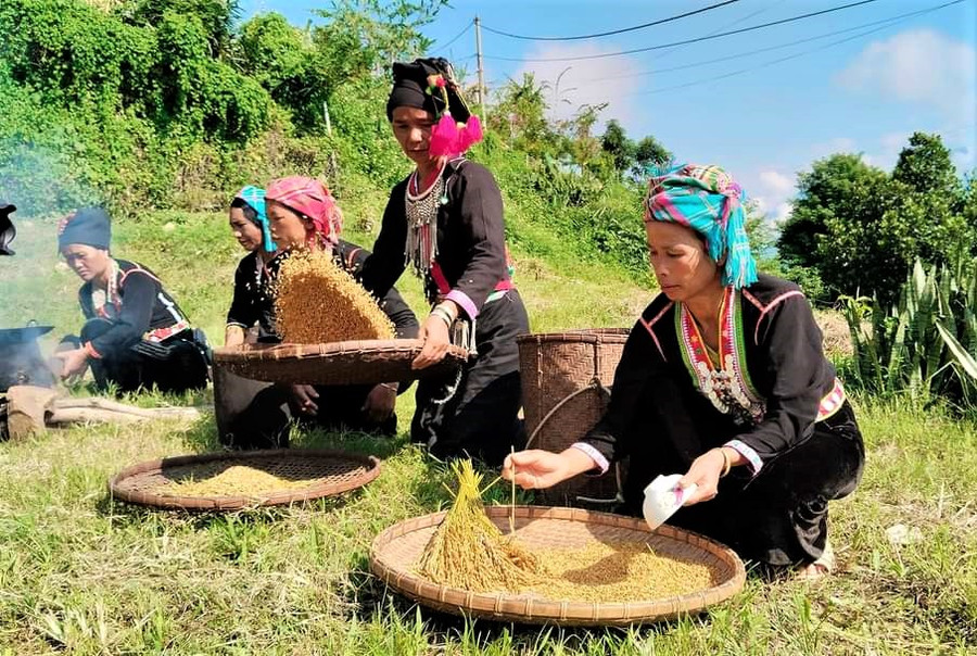 Tách hạt để làm cốm. Tách hạt để làm cốm.