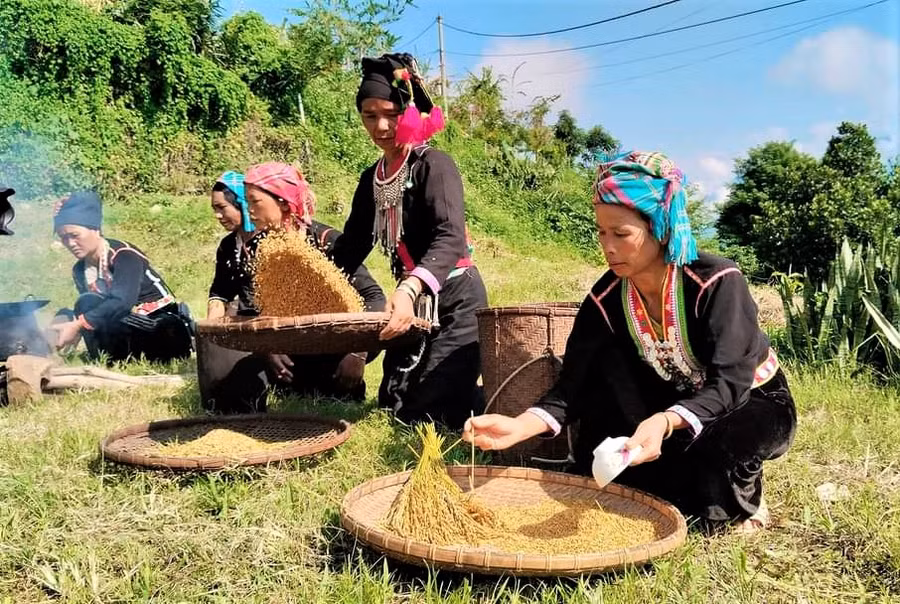 Tách hạt để làm cốm.