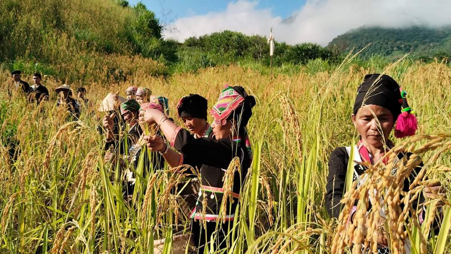 Những người phụ nữ hái lúa về làm cốm. Những người phụ nữ hái lúa về làm cốm.