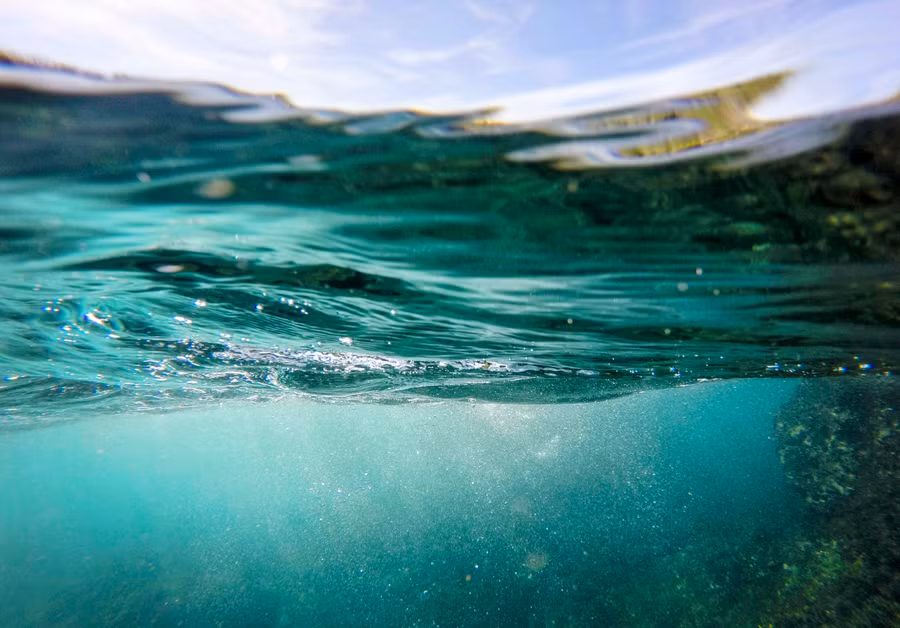 Khoảng 1.200 virus có thể tham gia vào quá trình thải ra carbon vào các sinh vật biển.