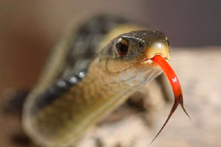 Vì sao lưỡi loài rắn lại chẻ làm đôi?