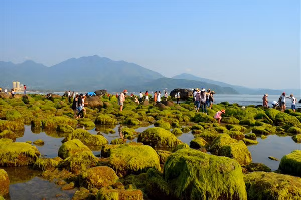 Một góc bãi rêu Nam Ô.