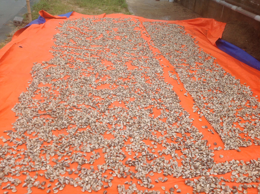 Ấu trùng sau khi được nghêu mẹ đẻ ra. Ấu trùng sau khi được nghêu mẹ đẻ ra.