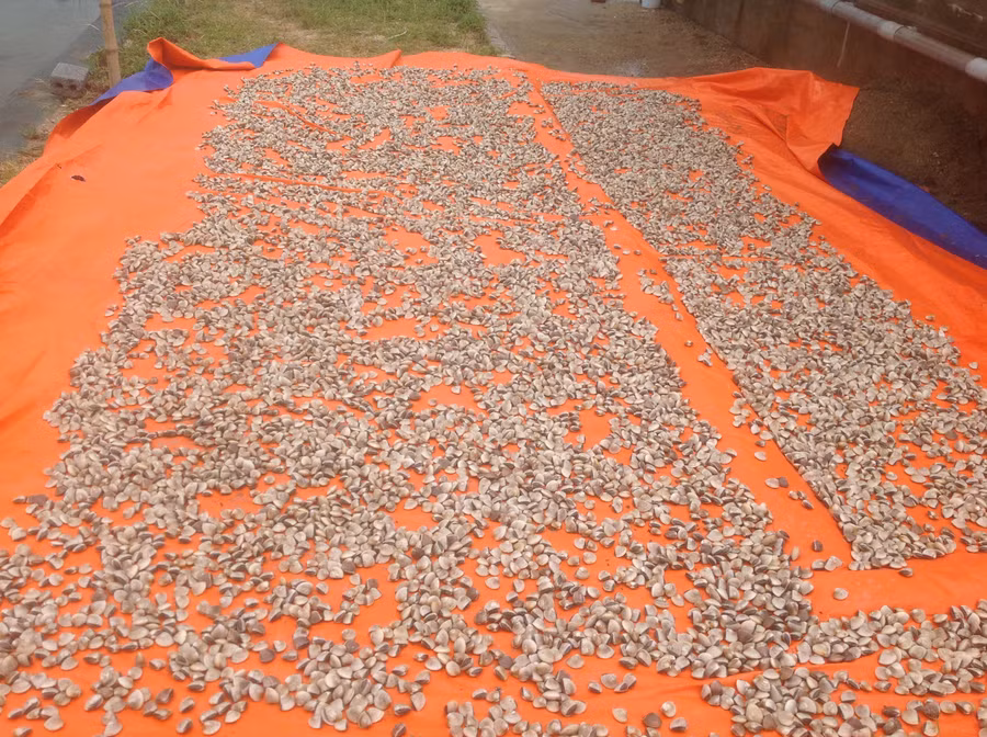 Ấu trùng sau khi được nghêu mẹ đẻ ra. Ấu trùng sau khi được nghêu mẹ đẻ ra.