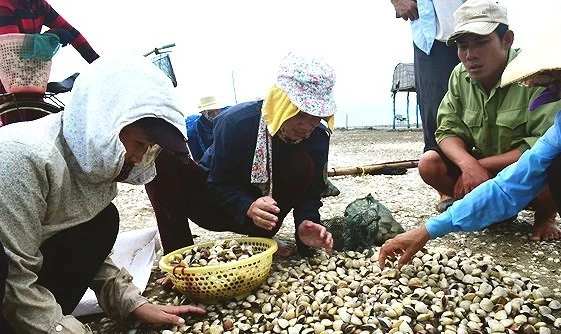 Hàng trăm hộ dân nuôi nghêu thắng lợi nhờ áp dụng đề tài nghiên cứu khoa học của GS Vương Khả Cúc.