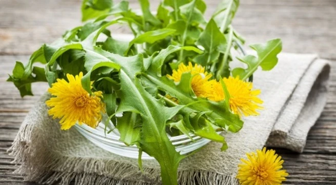 7 lợi ích sức khỏe đáng kinh ngạc của cây bồ công anh