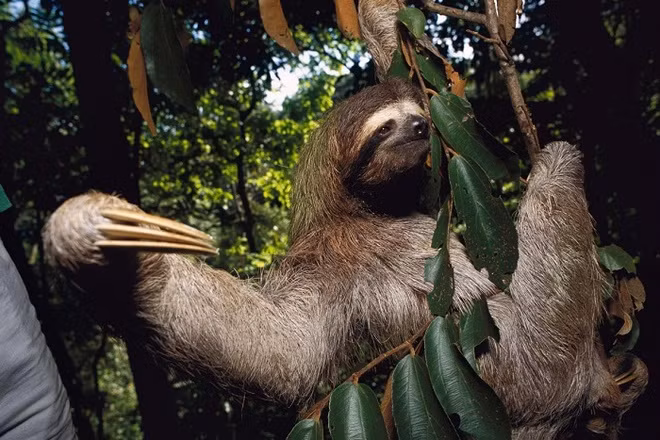 Những loài vật có móng vuốt quá cỡ ảnh 2