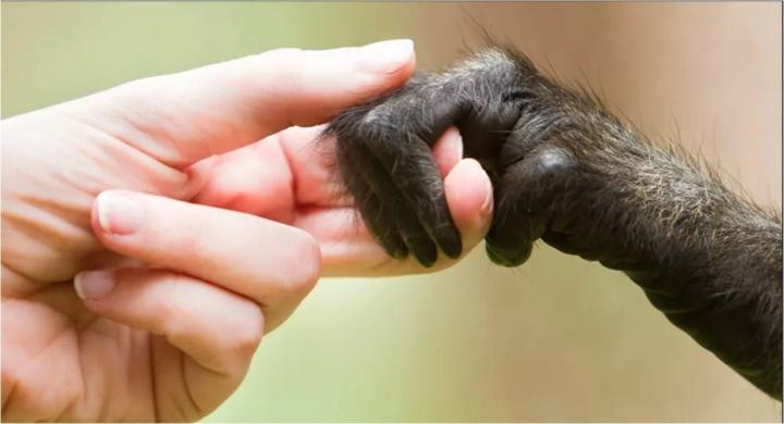 Bệnh đậu mùa khỉ có nguồn gốc từ châu Phi, lây truyền từ động vật sang người và từ người sang người. Ảnh minh họa.