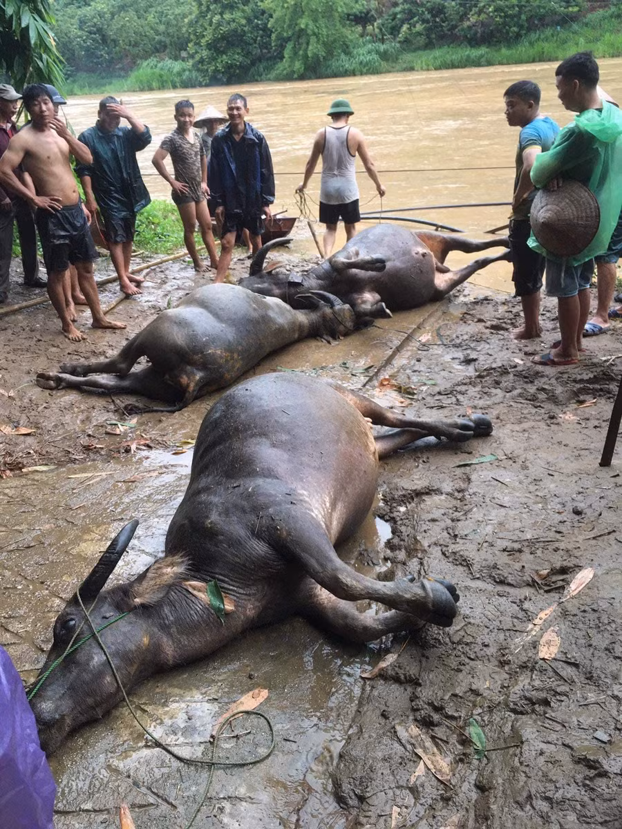 3 con trâu của người dân ở huyện Sông Mã bị lũ cuốn trôi.