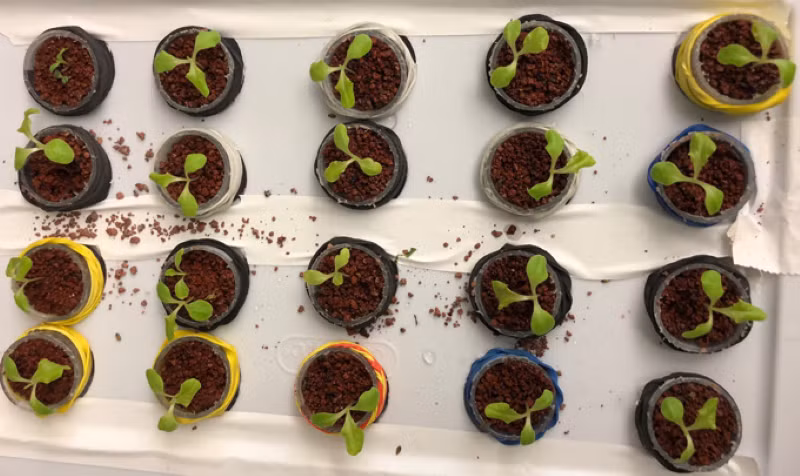 Trồng rau trên sao Hỏa là việc vô cùng khó.