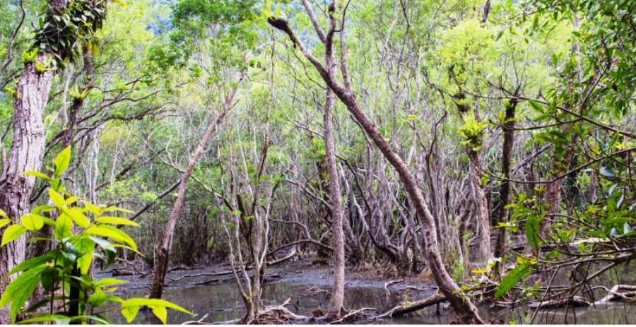 Khu vực Ao Ếch trên đảo Cát Bà. Ảnh: C.B. Khu vực Ao Ếch trên đảo Cát Bà. Ảnh: C.B.