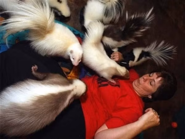 Chồn hôi được nuôi làm thú cưng 