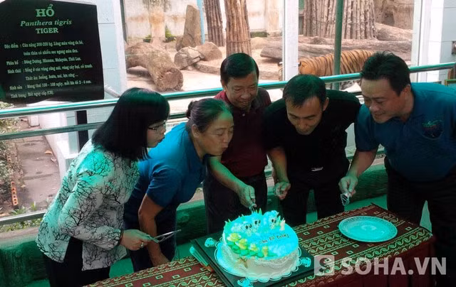 Cận cảnh hổ trắng quý hiếm mới đẻ ở Thảo cầm viên Sài Gòn ảnh 8