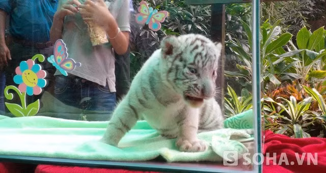 Cận cảnh hổ trắng quý hiếm mới đẻ ở Thảo cầm viên Sài Gòn ảnh 5