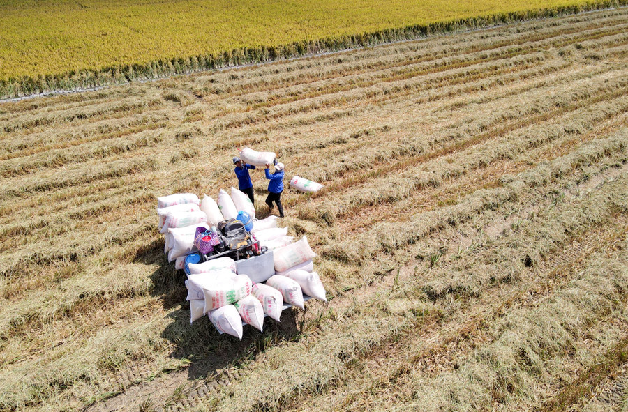 Liên kết sản xuất lúa gạo cần lời giải cho &apos;bài toán&apos; tiêu thụ.