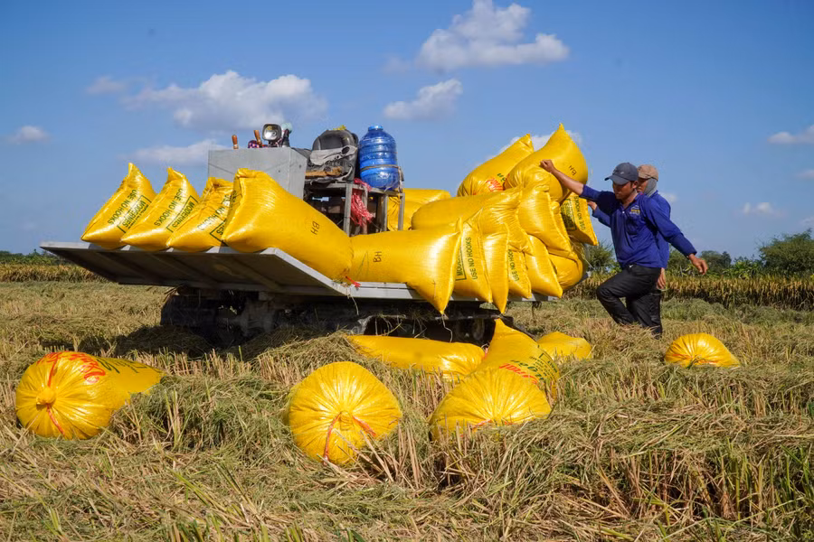 Thương lái được các chuyên gia nhận định đóng vai trò kết nối trong liên kết tiêu thụ lúa gạo.