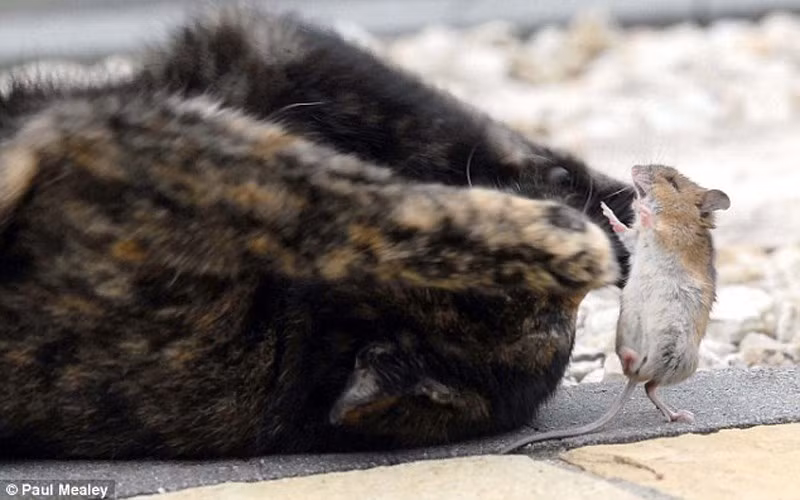 nhung hinh anh ve tinh ban la lung giua meo va chuot hinh 7