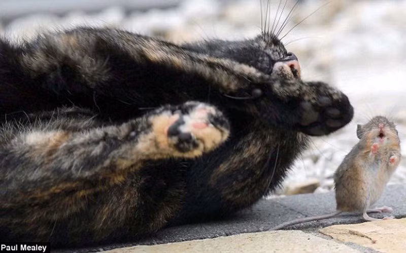 nhung hinh anh ve tinh ban la lung giua meo va chuot hinh 10