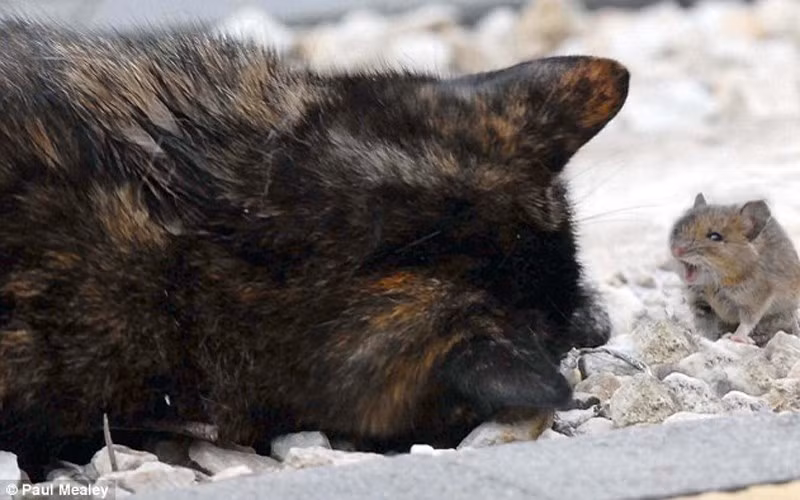 nhung hinh anh ve tinh ban la lung giua meo va chuot hinh 9