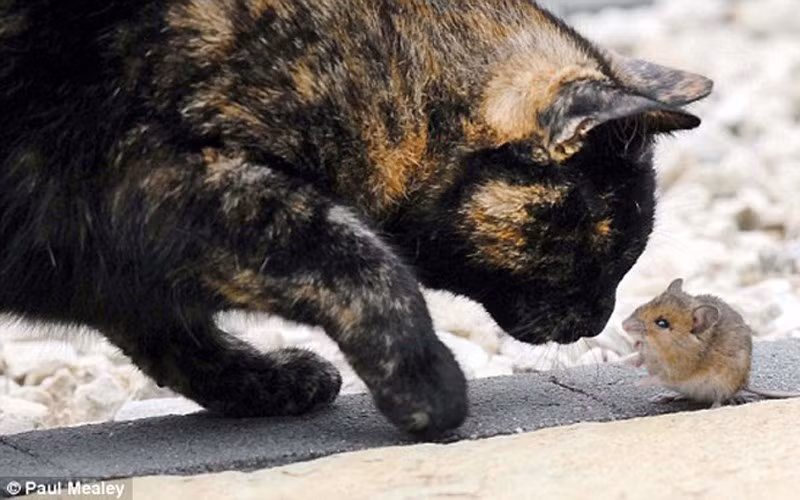 nhung hinh anh ve tinh ban la lung giua meo va chuot hinh 8