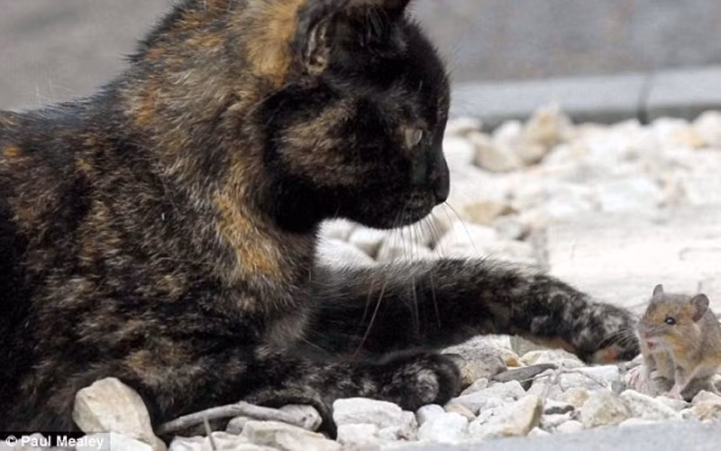 nhung hinh anh ve tinh ban la lung giua meo va chuot hinh 2