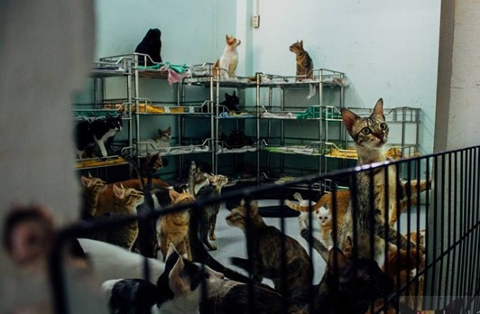 "Ông Tây’ thuê nhà trọ để nuôi hàng trăm chú chó, mèo bị bỏ rơi ảnh 2 "Ông Tây’ thuê nhà trọ để nuôi hàng trăm chú chó, mèo bị bỏ rơi ảnh 2