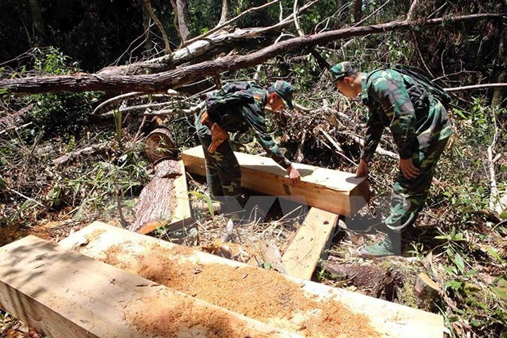 Quảng Nam: Ba đối tượng tham gia phá rừng pơmu ra đầu thú