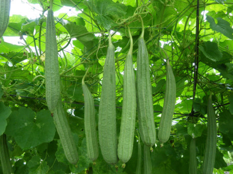 Bài thuốc trị viêm xoang trong 7 ngày bằng mướp khía - Ảnh 1 Bai thuoc tri viem xoang trong 7 ngay bang muop khia - Anh 1
