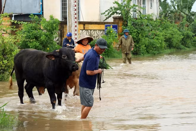 Người dân đưa gia súc lên khu vực cao để tránh lũ. Ảnh: Trung Thi.