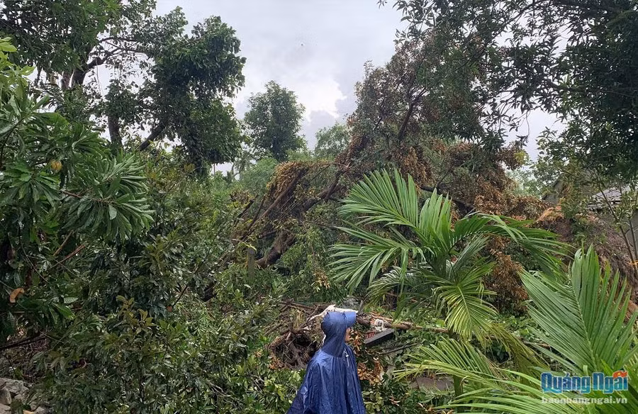 Rất nhiều cây cối cũng bị trận lốc xoáy quật cho ngã đổ. ảnh: Báo Quảng Ngãi.
