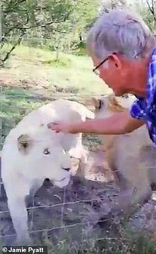 Người đàn ông tiến tới gần vuốt ve con sư tử