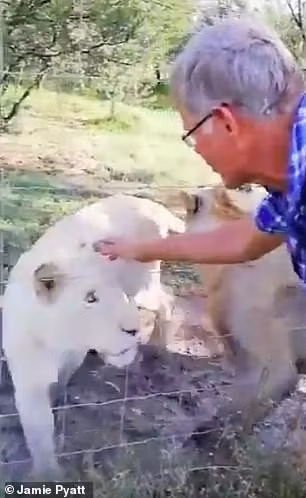 Người đàn ông tiến tới gần vuốt ve con sư tử