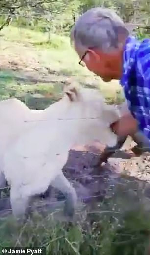 Cánh tay ông bất ngờ bị con sư tử ngoạm chặt