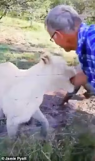 Cánh tay ông bất ngờ bị con sư tử ngoạm chặt