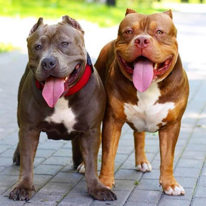 Chó Pitbull có thể phát hiện ung thư phổi Chó Pitbull có thể phát hiện ung thư phổi