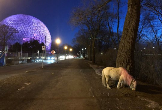 Chú ngựa kỳ lạ được nhìn thấy ở Montreal (Canada). Chú ngựa kỳ lạ được nhìn thấy ở Montreal (Canada).