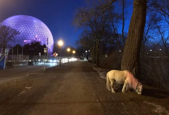 Chú ngựa kỳ lạ được nhìn thấy ở Montreal (Canada). Chú ngựa kỳ lạ được nhìn thấy ở Montreal (Canada).
