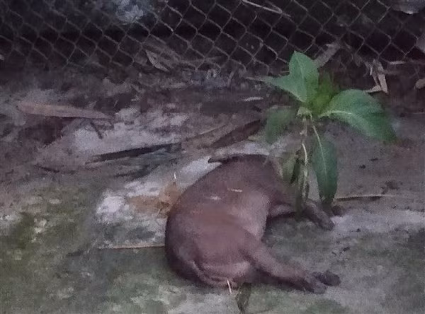 Nguyên nhân heo dự án chết hàng loạt được cơ quan chức năng xác định là do thời tiết.