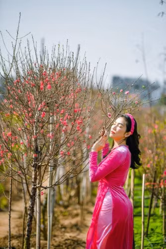 Đào Nhật Tân bừng sắc hồng đón tân xuân ảnh 5