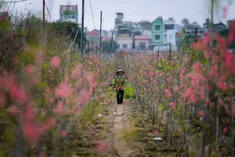 Đào Nhật Tân bừng sắc hồng đón tân xuân ảnh 2