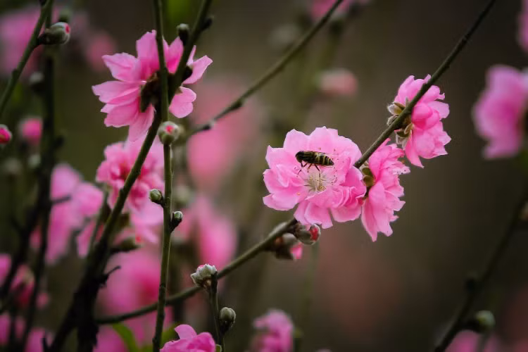 Tại vườn hoa Nhật Tân sắc đào trải rộng khắp các lối đi.