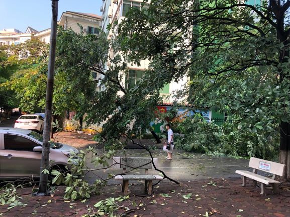 Cây xanh đổ chắn hết giao thông tại nhà No2 (Dịch Vọng, Cầu Giấy).